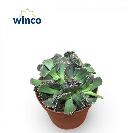 Titanopsis Fulleri