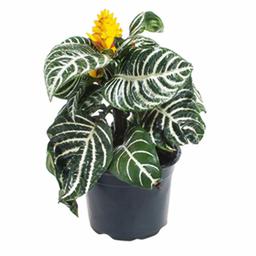 Афеляндра скуарроса Дания | Оптовая цветочная компания «Флора Групп» Афеляндра скуарроса Дания