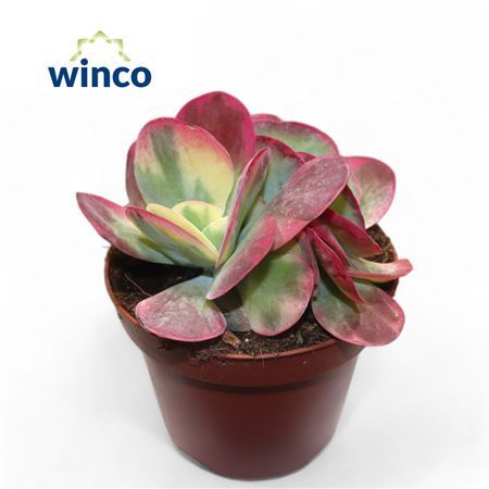 Kalanchoe Thyrsiflora Variagata (group)