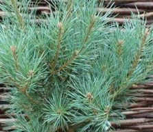 Сосна обыкновенная Шантри Блю