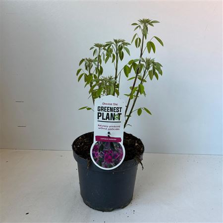 Lespedeza Thunbergii