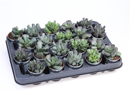 Adromischus Mix In Sinkpot