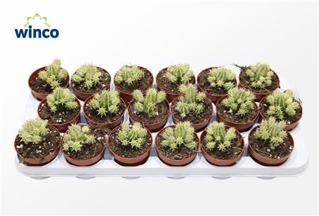 Euphorbia Aggregata Variagata