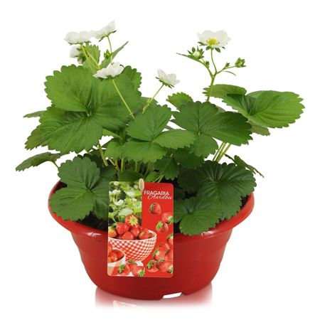 Fragaria Beltran Red Bowl