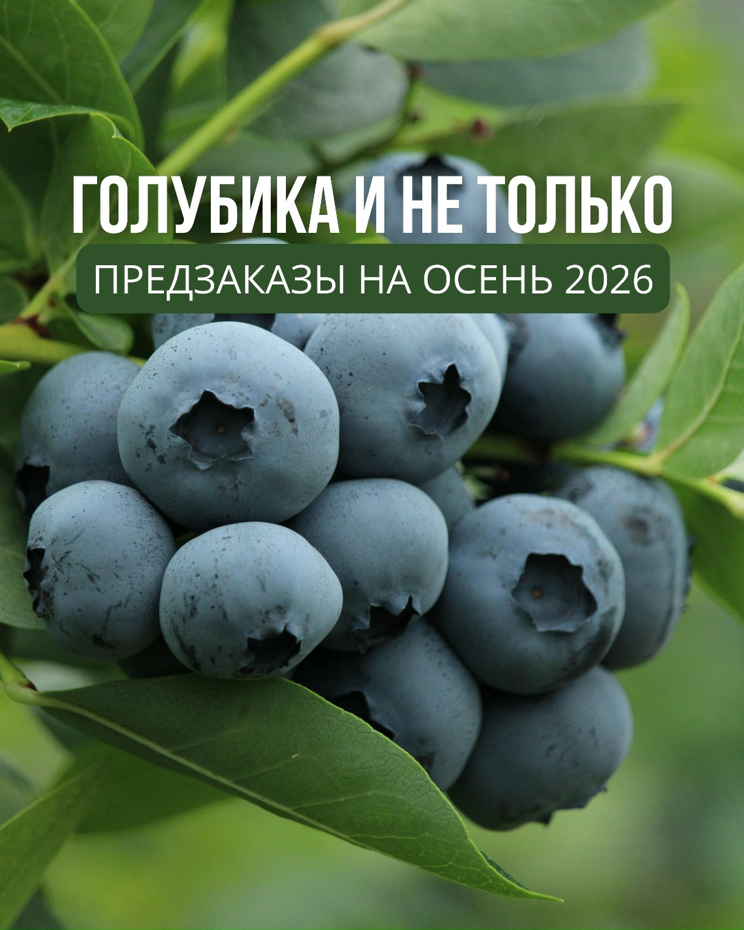 Голубика и не только! Осень 2026!