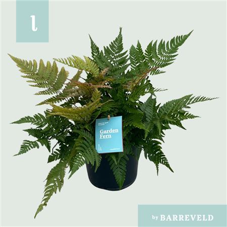 Dryopteris Erythrosora