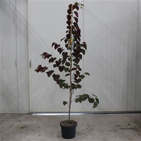 Cercis Canadensis Merlot
