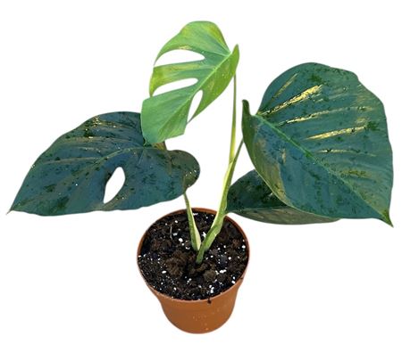 Monstera Sierrana