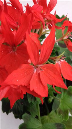Geranium Fireworks Scarlet