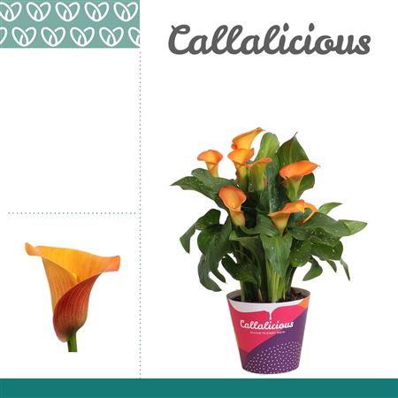 Zantedeschia Orange Morning Sun In Potcover