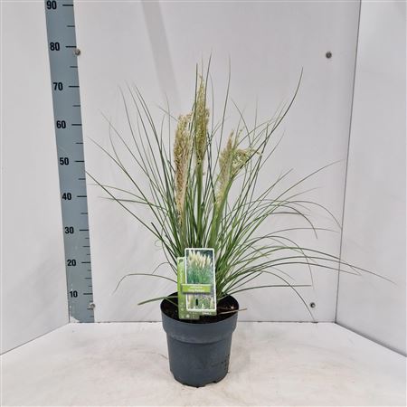 Cortaderia Sell Tiny Pampa