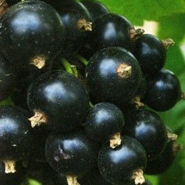 Смородина черная Пигмей в тубе