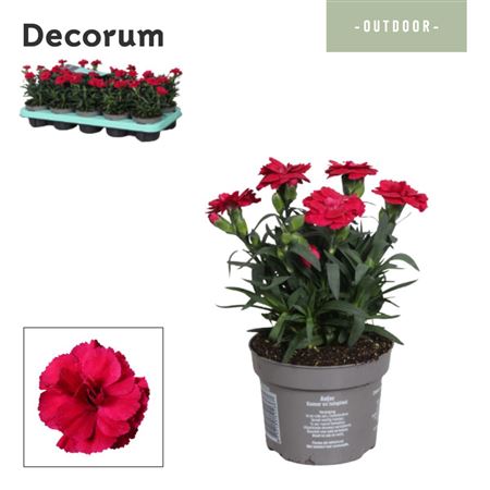Dianthus Oscar Cherry (decorum)