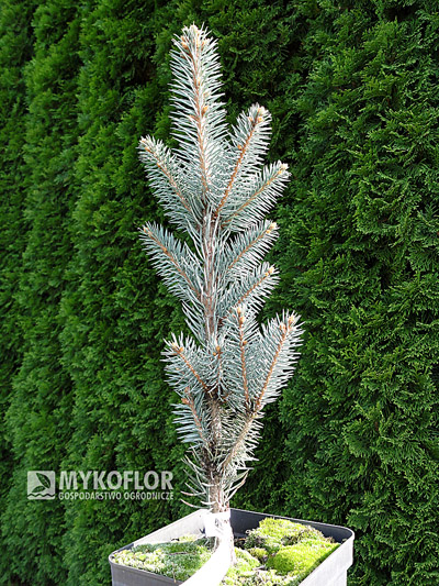 Ель колючая Изели Фастигиата