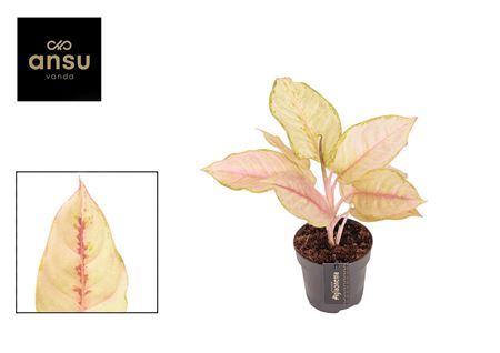 Aglaonema Corn Silk