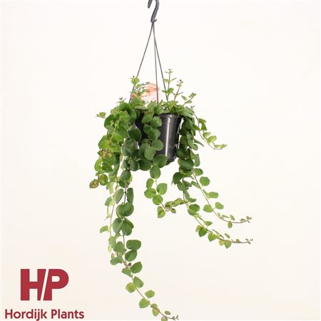 Aeschynanthus Thai Pink Green Polka Hanging Pot