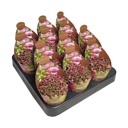 Anacamseros Rufescens Variegata