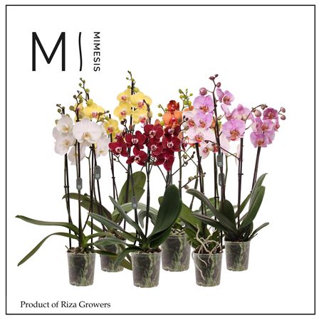 Phal 3st Mix 30% White No Yellow 20+ (mimesis)