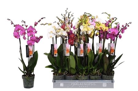 Phal 3st 5 Color Mix 18+ (by-5)