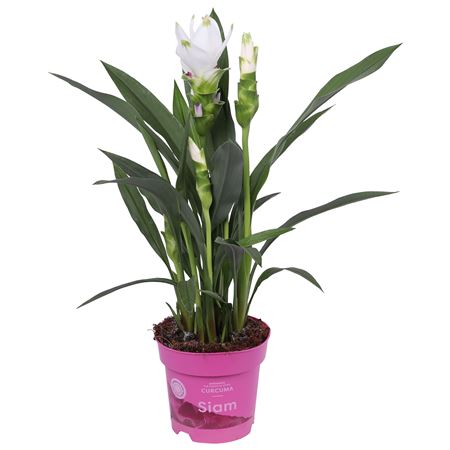 Curcuma Siam Sisto 4+