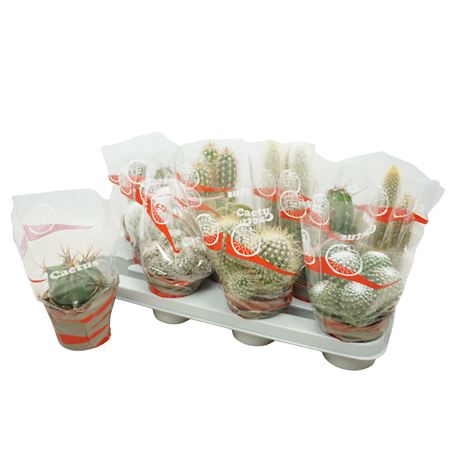 Cactus Mix In Sleeve
