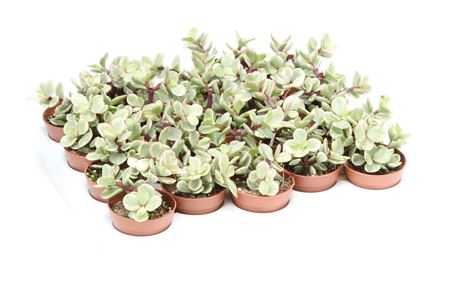 Portulacaria Afra Follis
