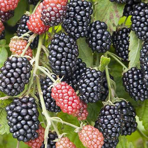 Ежевика Небеса Могут Подождать в тубе