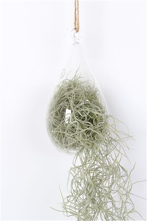 Tillandsia In Ovaal Glas
