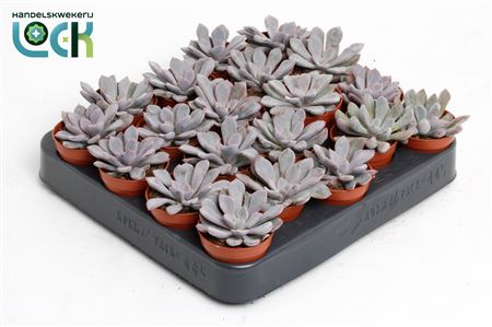 Echeveria Monica