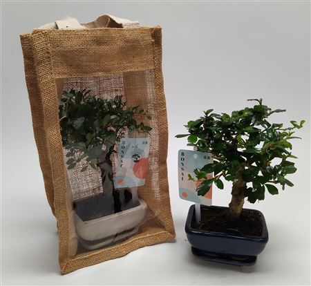 Bonsai Traditional In Jute Giftbag