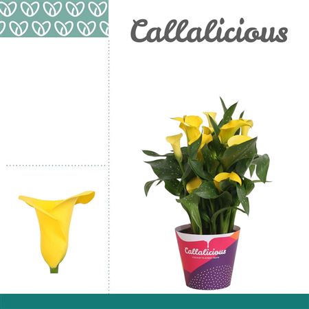Zantedeschia Yellow In Potcover