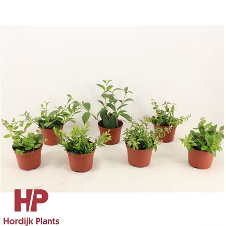 Aeschynanthus Mix