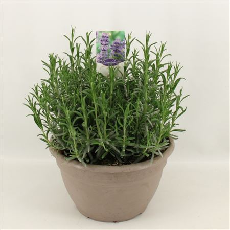 Lavandula An Dwarf Blue