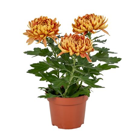 Chrys Cosmo Compact Orange 3pp