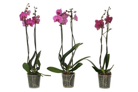 Phal 2st Purple 14+ (vg)