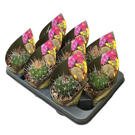Echinofossulocactus Multicostatus Potcover