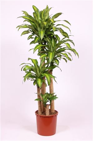 Dracaena Massangeana 120-90-60-30