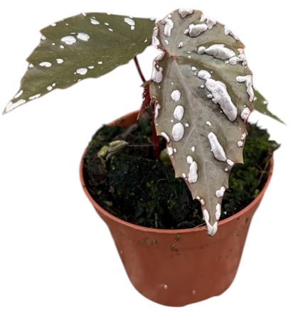 Begonia Sp Sumatra