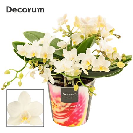 Phal Table Whitney 4+ Tak