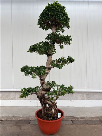 Ficus Ginseng S-shape Bonsai
