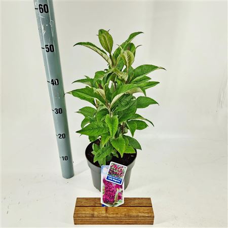 Buddleja Dav Little Magenta (butterfly Candy)
