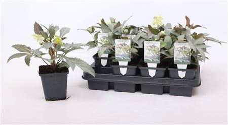 Helleborus Silver Star