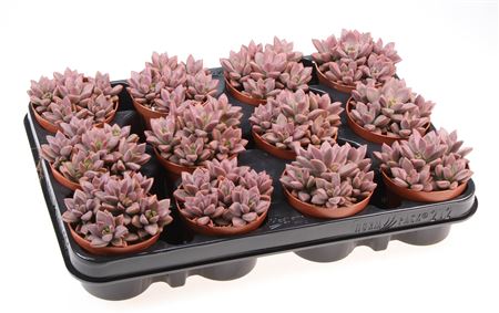 Echeveria Bordeaux Hard