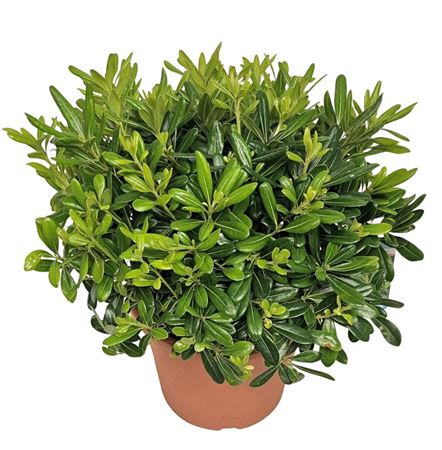 Pittosporum Tobira Nana Bush