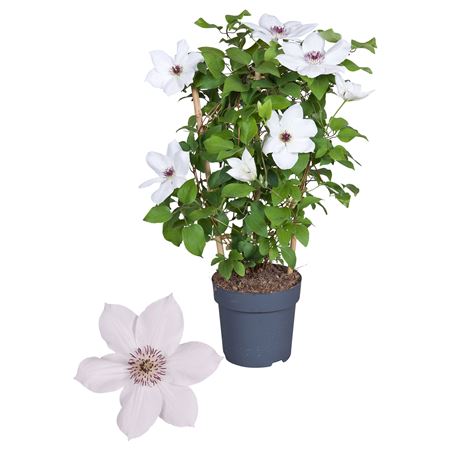 Clematis Boulevard White