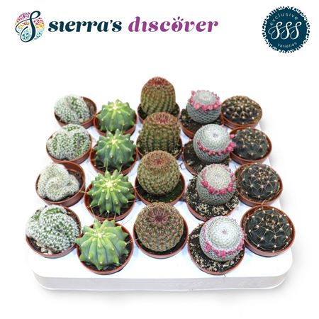Cactus Mix Bilbao