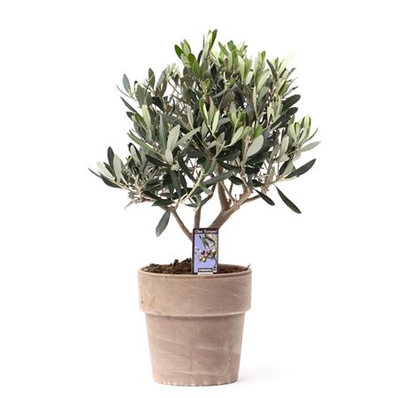 Olea Europaea In Pot Verona