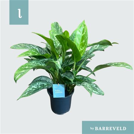 Aglaoneama Green Lady