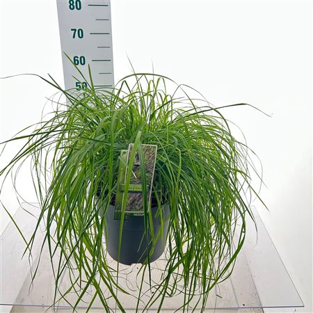 Pennisetum Al Black Beauty