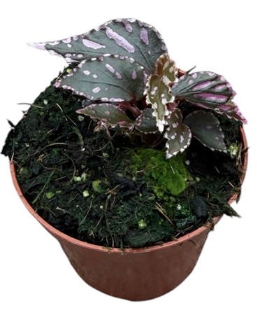 Begonia Jalau